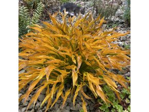 Hosta 'Praying Hands' - bohyška