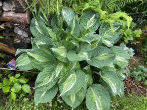 Hosta 'Striptease' - bohyška