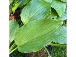 Hosta 'Venus' - bohyška