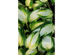 Hosta 'Vulcan' - bohyška
