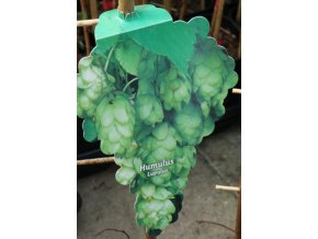 Humulus lupulus - chmel otáčivý