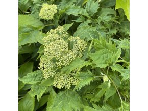 Hydrangea arborescens 'Emerald Lace' - hortenzie stromečkovitá