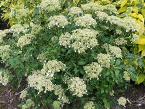 Hydrangea arborescens 'Emerald Lace' - hortenzie stromečkovitá