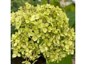 Hydrangea arborescens 'Lime Rickey' - hortenzie stromečkovitá
