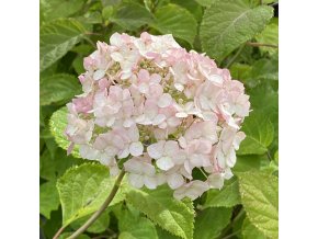Hydrangea arborescens 'Rosea' - hortenzie stromečkovitá