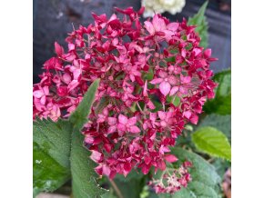 Hydrangea arborescens 'Ruby Annabelle' - hortenzie stromečkovitá
