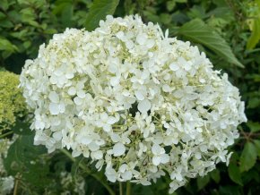 Hydrangea arborescens 'Sheep Cloud' - hortenzie stromečkovitá
