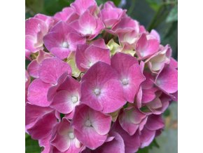 Hydrangea macrophylla 'Anouk' - hortenzie velkolistá