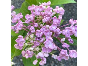 Hydrangea macrophylla 'Ayesha' - hortenzie velkolistá