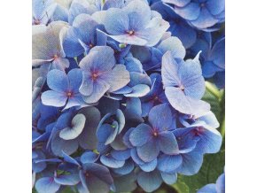 Hydrangea macrophylla 'Blaumeise' - hortenzie velkolistá