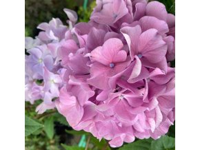 Hydrangea macrophylla 'Blaumeise' - hortenzie velkolistá