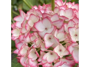 Hydrangea macrophylla 'Dancing Angel'