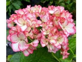 Hydrangea macrophylla 'Dancing Angel'