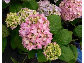 Hydrangea macrophylla 'Endless Summer'® - hortenzie velkolistá