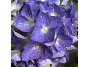 Hydrangea macrophylla 'Jip Blue' - hortenzie velkolistá