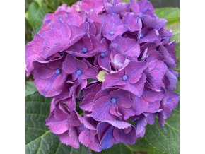 Hydrangea macrophylla 'Little Purple' - hortenzie velkolistá