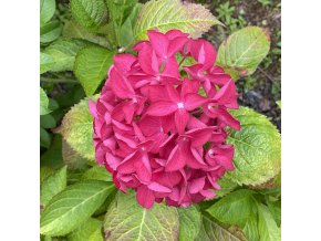 Hydrangea macrophylla 'Merveille Sanguine' - hortenzie velkolistá