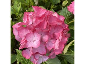 Hydrangea macrophylla Merveille Sanguine