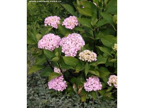 Hydrangea macrophylla 'Nigra' - hortenzie velkolistá