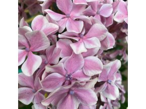 Hydrangea macrophylla 'Peppermint' - hortenzie velkolistá