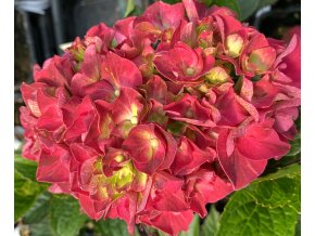 Hydrangea macrophylla 'Ruby Red' - hortenzie velkolistá
