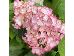Hydrangea macrophylla 'Miss Saori' - hortenzie velkolistá