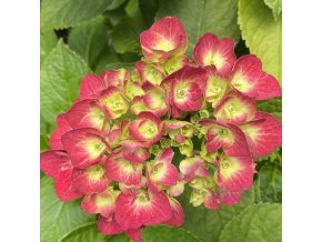 Hydrangea macrophylla 'Speedy Red' - hortenzie velkolistá