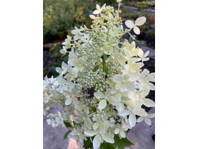 Hydrangea paniculata 'DENTELLE DE GORRON ®' Rencri - hortenzie latnatá