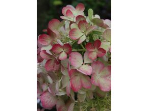 Hydrangea paniculata 'DIAMANT ROUGE' Rendia - hortenzie latnatá