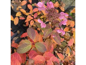 Hydrangea paniculata 'Early Sensation' - hortenzie latnatá