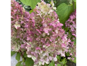 Hydrangea paniculata 'Hercules' - hortenzie latnatá