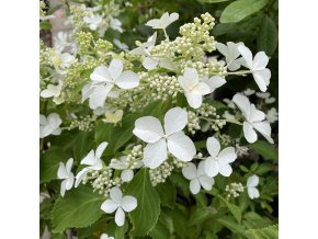Hydrangea paniculata 'LEVANA' Cov - hortenzie latnatá