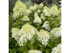 Hydrangea paniculata 'Limelight'® - hortenzie latnatá