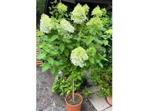 Hydrangea paniculata 'Limelight'® kmínek - hortenzie latnatá