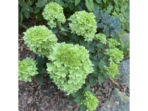 Hydrangea paniculata 'Little Fresco®' - Hortenzie latnatá
