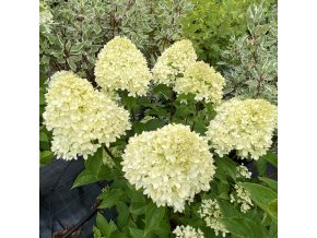 Hydrangea paniculata 'LITTLE LIME' Jane - hortenzie latnatá