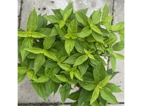 Hydrangea paniculata 'Little Spooky' - hortenzie latnatá