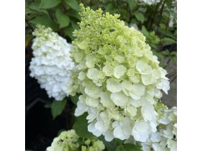 Hydrangea paniculata 'Magical Mont Blanc' - hortenzie latnatá