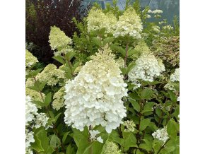 Hydrangea paniculata 'MAGICAL MOONLIGHT' - hortenzie latnatá
