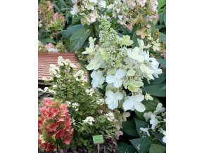 Hydrangea paniculata 'Mega Mindy' ® - hortenzie latnatá