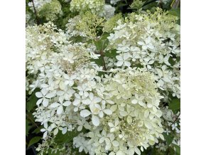Hydrangea paniculata 'Phantom' - hortenzie latnatá