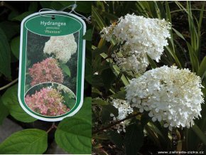 Hydrangea paniculata 'Phantom' kmínek - hortenzie latnatá