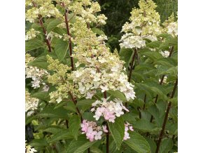 Hydrangea paniculata 'Pinky Winky' ® - hortenzie latnatá