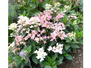 Hydrangea paniculata 'Polestar' - hortenzie latnatá