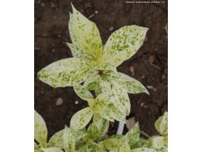 Hydrangea paniculata 'Summer Snow' - hortenzie latnatá