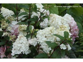 Hydrangea paniculata 'SUNDAE FRAISE' Rensun - hortenzie latnatá