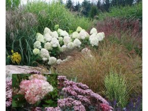 Hydrangea paniculata 'Vanille Fraise'® 'Renhy' - hortenzie latnatá