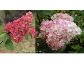 Hydrangea paniculata 'Vanille Fraise'® 'Renhy' kmínek - hortenzie latnatá
