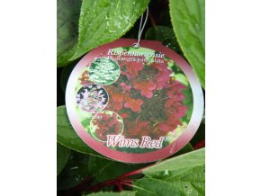 Hydrangea paniculata 'Wim's Red'® - hortenzie latnatá