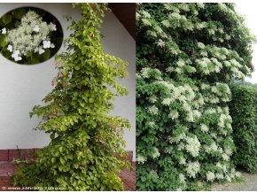 Hydrangea petiolaris - hortenzie popínavá